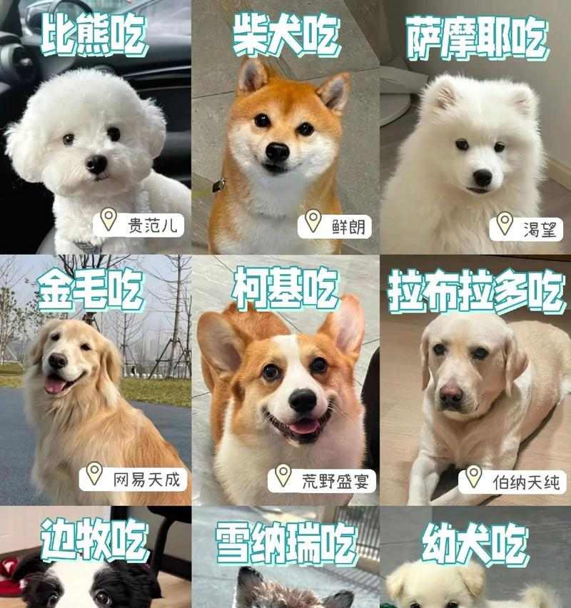 狗狗互动方式全解析｜与宠物建立亲密关系的核心技巧