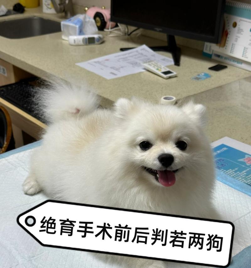 狗狗绝育手术最佳时机全攻略(图3)