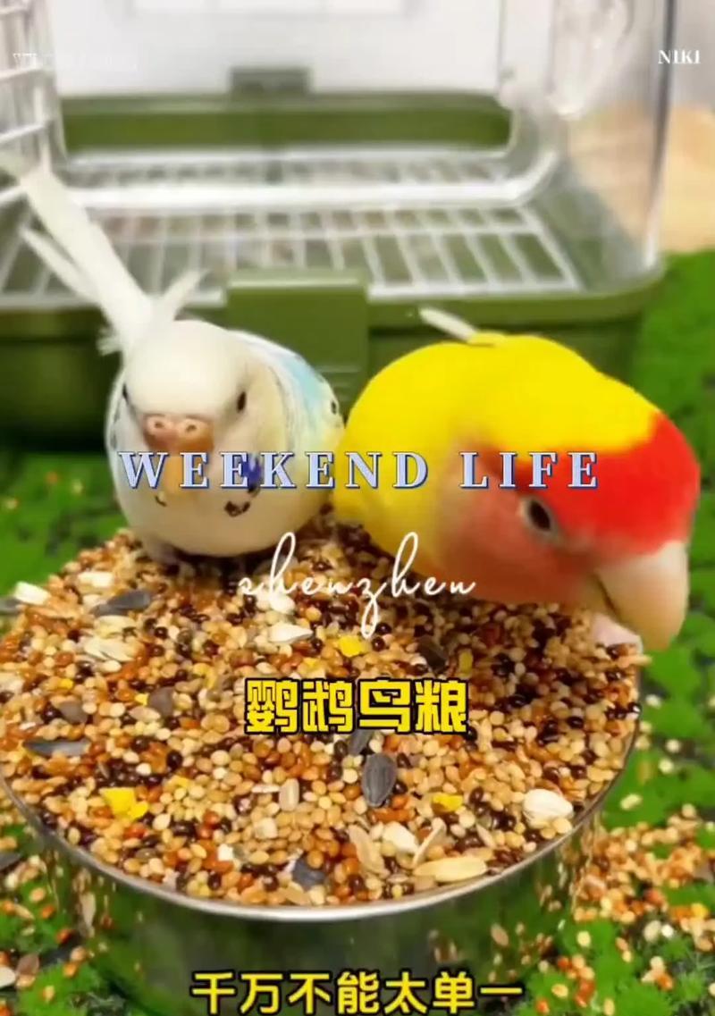 鹦鹉饮食全攻略｜科学喂养与营养搭配指南(图1)