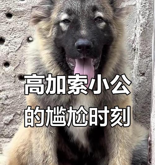 狗狗尴尬期持续多久全攻略(图1) 狗狗尴尬期持续多久全攻略(图1)