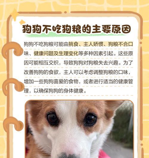 幼犬何时开始吃狗粮全攻略(图2) 幼犬何时开始吃狗粮全攻略(图2)