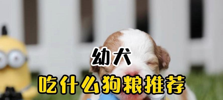 幼犬何时开始吃狗粮全攻略(图1) 幼犬何时开始吃狗粮全攻略(图1)