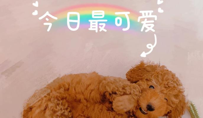 教育泰迪三招核心技巧|培养听话宠物的实用指南(图3) 教育泰迪三招核心技巧|培养听话宠物的实用指南(图3)
