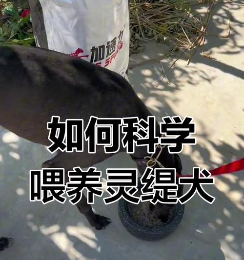 幼犬何时开始吃狗粮全攻略(图4) 幼犬何时开始吃狗粮全攻略(图4)