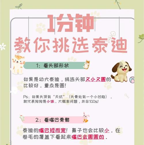 教育泰迪三招核心技巧｜培养听话宠物的实用指南