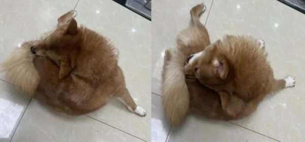 克维舒抗菌病例 | 一例犬跳蚤叮咬性皮炎（FAD）的病例分析(图1)