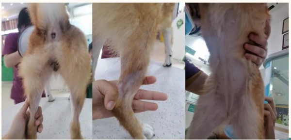 克维舒抗菌病例 | 一例犬跳蚤叮咬性皮炎（FAD）的病例分析(图8)