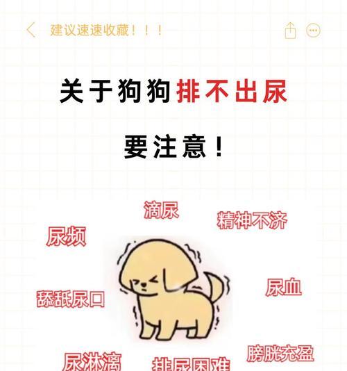 幼犬排泄训练全攻略(图3)