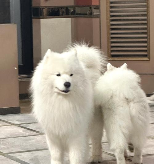 韩国著名犬舍全攻略(图2)