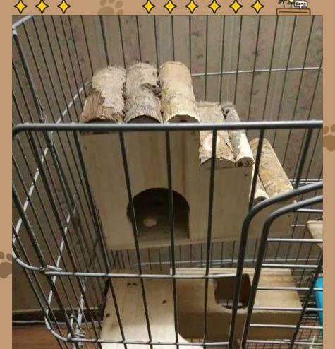 养龙猫必备知识全攻略(图2)