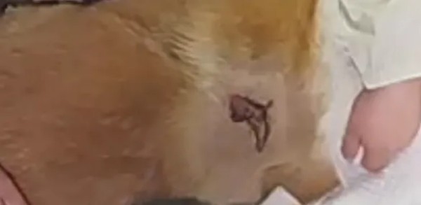 海泊舒治疗病例 | 一例犬咬伤的病例报告(图8)
