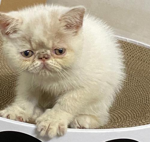 养加菲猫的坏处及注意事项全攻略(图2) 养加菲猫的坏处及注意事项全攻略(图2)