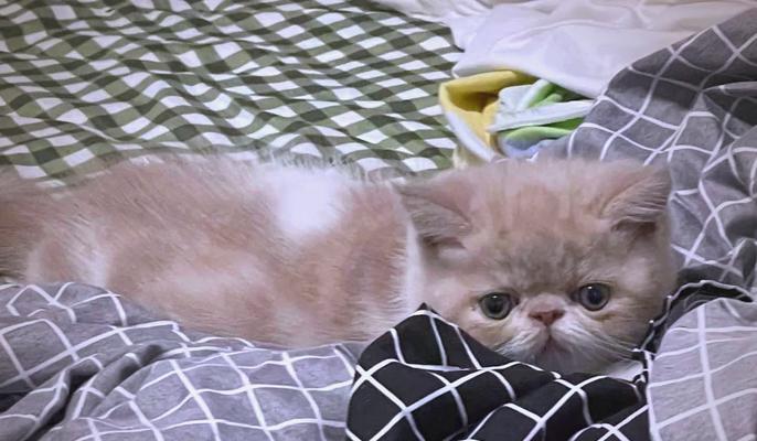 养加菲猫的坏处及注意事项全攻略(图3) 养加菲猫的坏处及注意事项全攻略(图3)