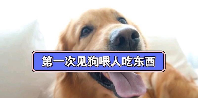狗的运动和喂食时间安排全攻略(图1)