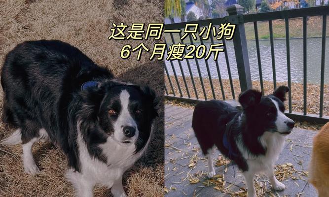 狗的运动和喂食时间安排全攻略(图2)