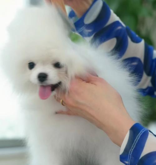 博美幼犬新环境洗澡时间与适应性培养全攻略(图2)