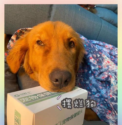 揭秘金毛狗狗口臭之谜全攻略(图1)