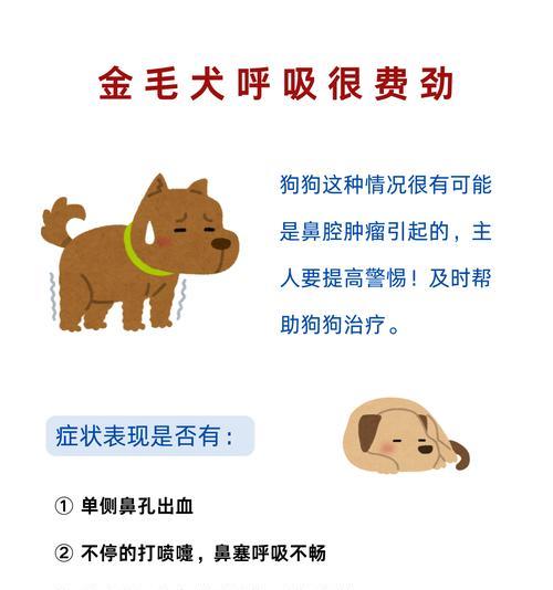揭秘金毛狗狗口臭之谜全攻略(图3)
