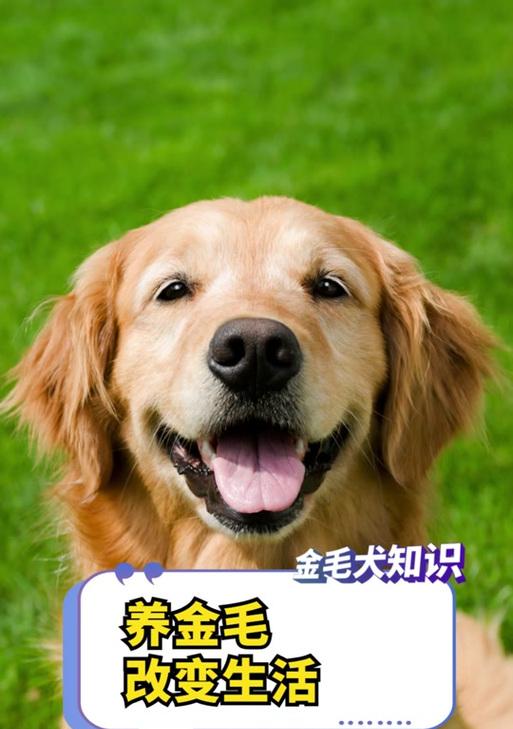 揭秘金毛狗狗口臭之谜全攻略(图2)