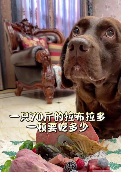 小狗每天吃一顿饮食节律形成全攻略(图3)