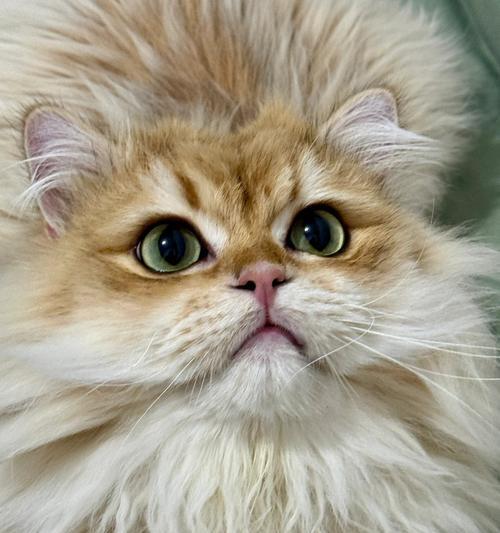 猫咪生育周期繁殖能力全攻略(图2)