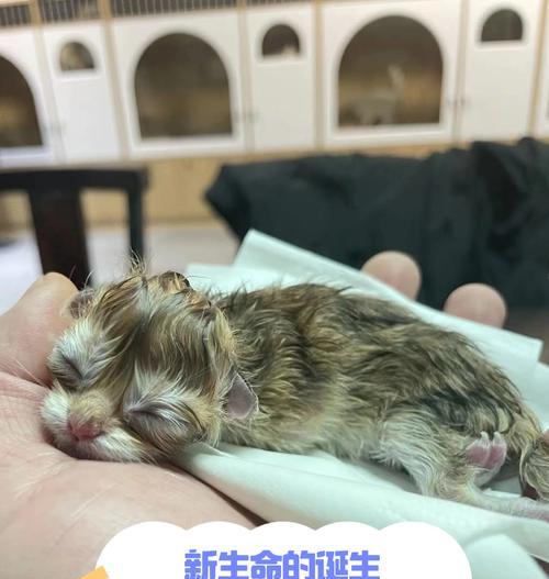 猫咪生育周期繁殖能力全攻略(图3)