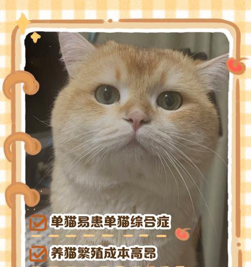 猫咪生育周期繁殖能力全攻略(图1)