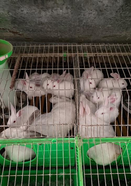 巨型肉兔品种及特点全攻略(图3)