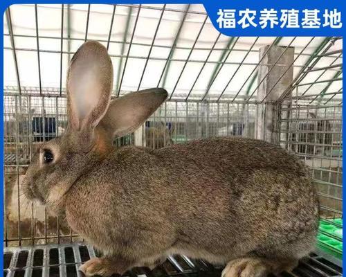 巨型肉兔品种及特点全攻略(图2)