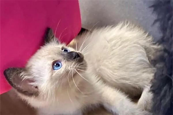 猫咪喝水容易呛到是怎么回事？(图1)