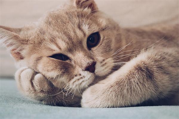 如何判断猫咪有没有内出血？(图1)