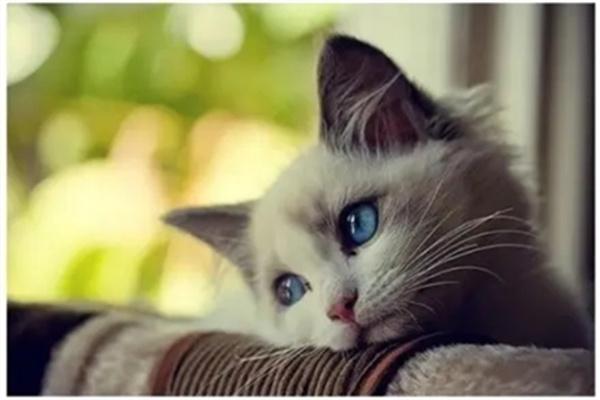 猫咪为什么喜欢在外面流浪？(图1)
