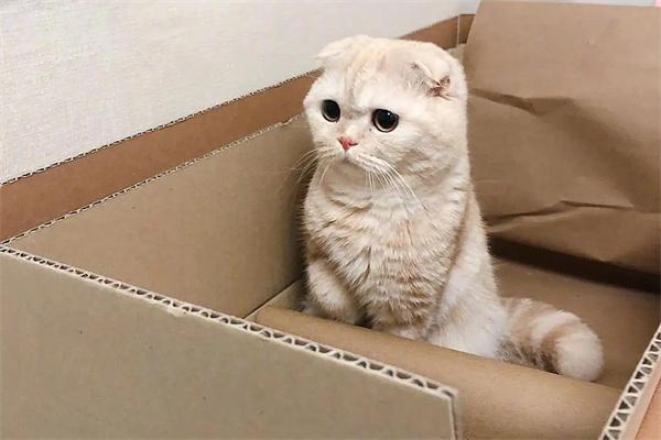 猫咪为什么喜欢在外面流浪？(图3)