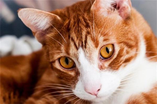 夏天可以给猫咪喝冰水降温吗？(图1)
