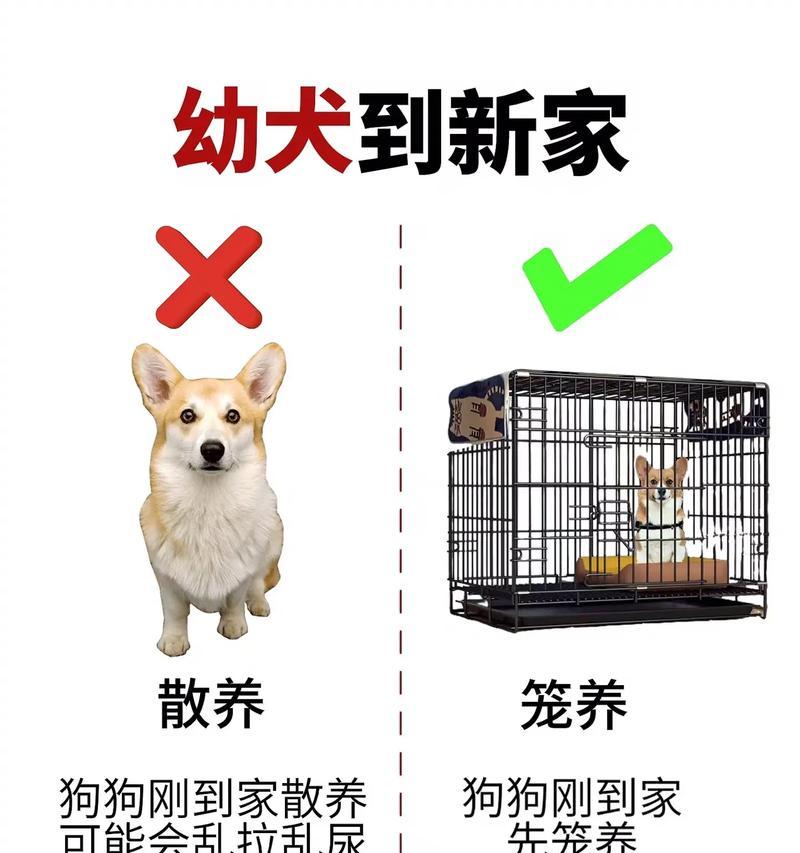新手养狗须知｜拉布拉多腹泻解决实用指南