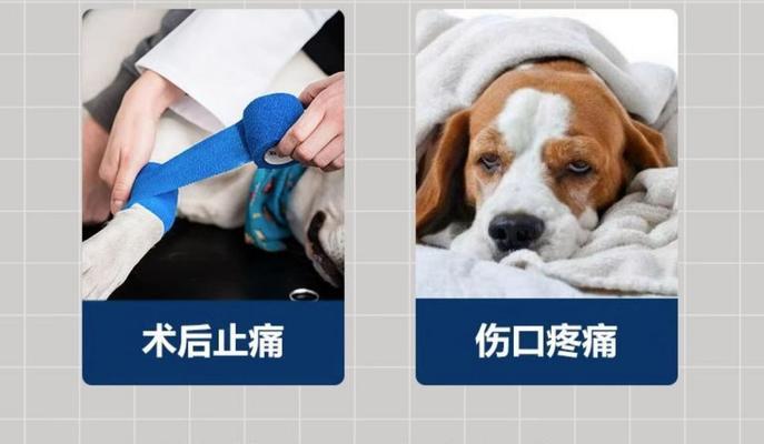 狗狗止痛药持续时间全攻略(图2) 狗狗止痛药持续时间全攻略(图2)