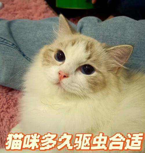 猫咪驱虫重要性及频率选择全攻略