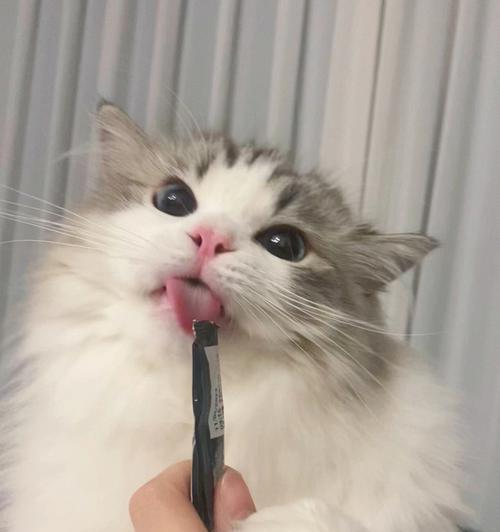 猫咪吐舌头原因揭秘|科学解析与健康提示(图4) 猫咪吐舌头原因揭秘|科学解析与健康提示(图4)