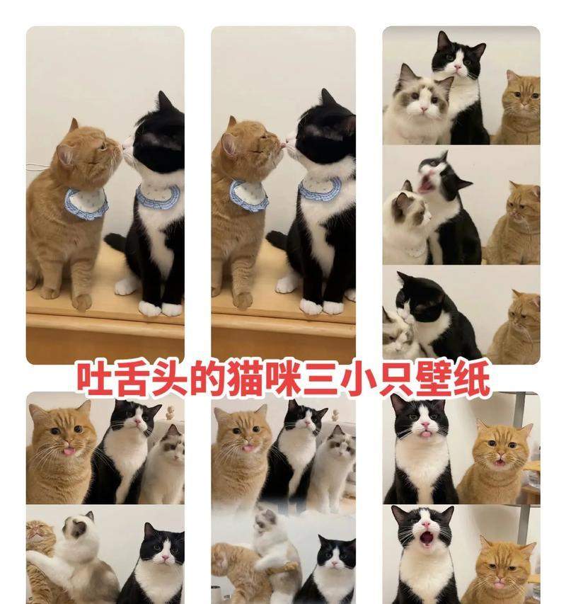 猫咪吐舌头原因揭秘｜科学解析与健康提示