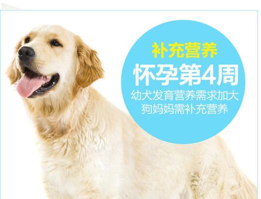 泰迪狗生病恢复期适宜食物全攻略(图3) 泰迪狗生病恢复期适宜食物全攻略(图3)