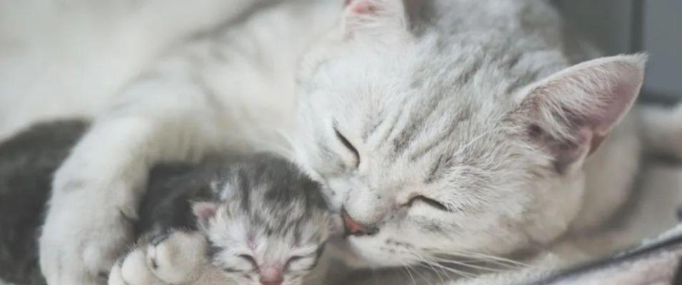 母猫寻找失小猫时长及方法全攻略(图4) 母猫寻找失小猫时长及方法全攻略(图4)