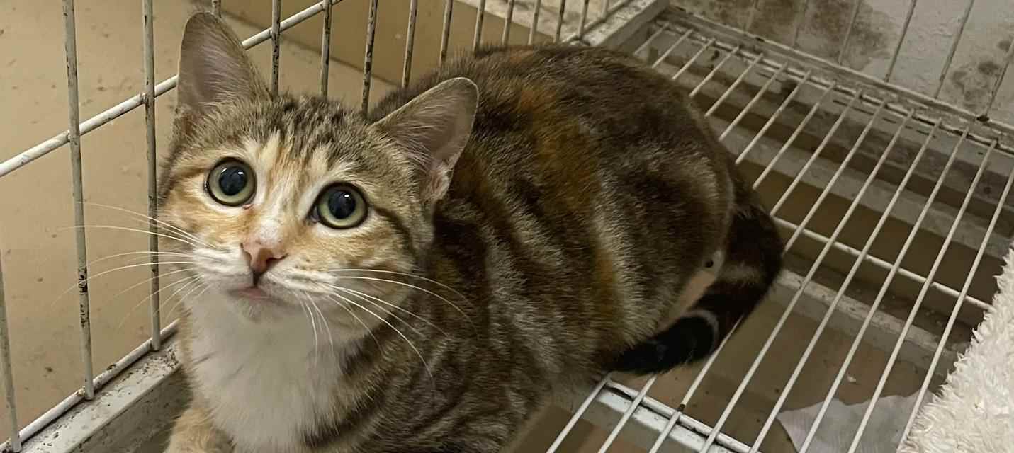 母猫寻找失小猫时长及方法全攻略(图2) 母猫寻找失小猫时长及方法全攻略(图2)