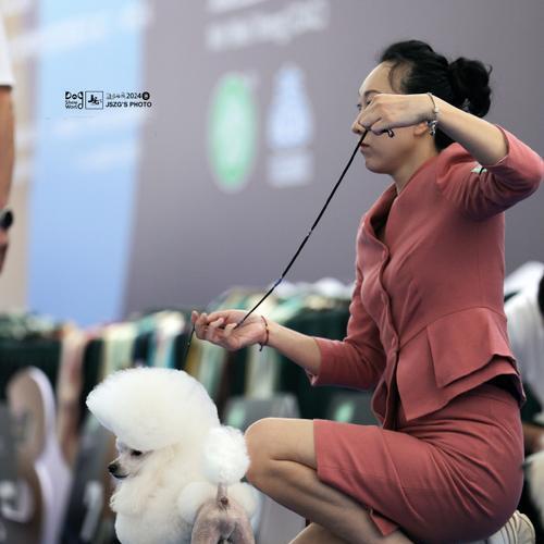 贵宾犬女孩性格特点及培养方法全攻略(图2) 贵宾犬女孩性格特点及培养方法全攻略(图2)