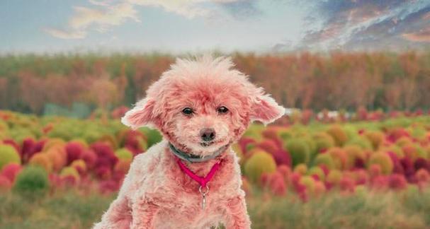 贵宾犬女孩性格特点及培养方法全攻略(图4) 贵宾犬女孩性格特点及培养方法全攻略(图4)