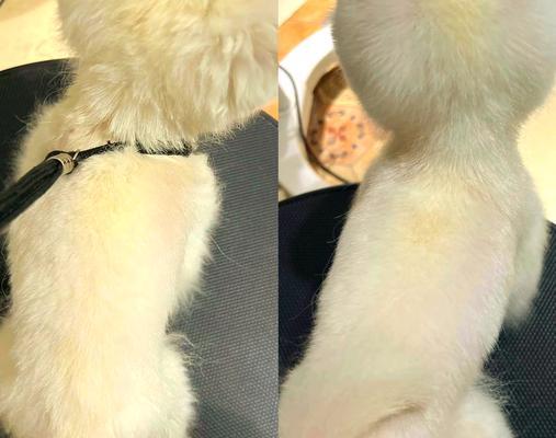 揭秘博美犬很少人养的可怕原因全攻略(图1) 揭秘博美犬很少人养的可怕原因全攻略(图1)