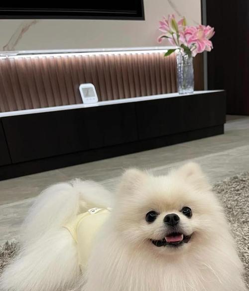 揭秘博美犬很少人养的可怕原因全攻略(图3) 揭秘博美犬很少人养的可怕原因全攻略(图3)