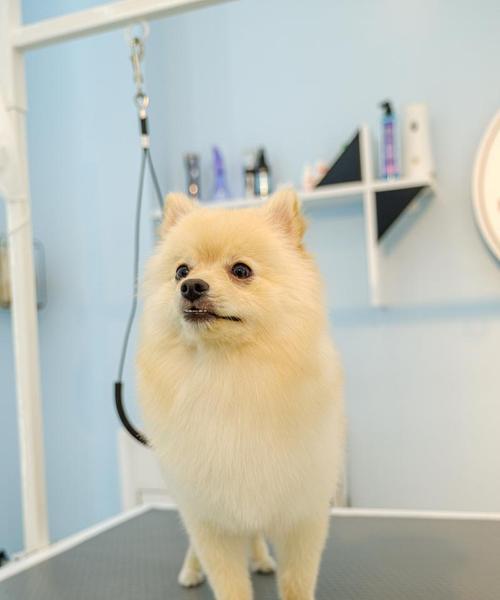 揭秘博美犬很少人养的可怕原因全攻略(图2) 揭秘博美犬很少人养的可怕原因全攻略(图2)