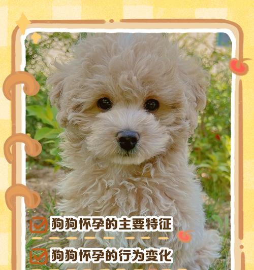狗狗产后乳汁分泌全攻略(图1)