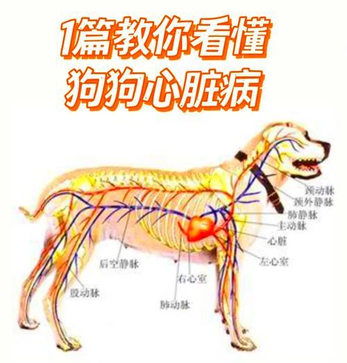 狗生病常见症状及应对方法全攻略(图3) 狗生病常见症状及应对方法全攻略(图3)