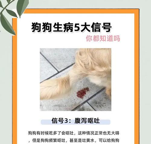 狗生病常见症状及应对方法全攻略